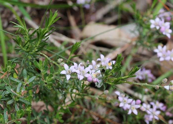 Western Australian Plants Rutaceae